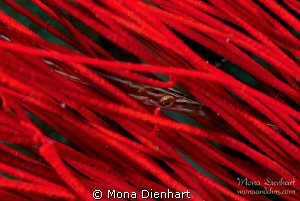 RED! by Mona Dienhart 
